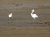 Little Egret at Wakering Stairs (Steve Arlow) (38871 bytes)